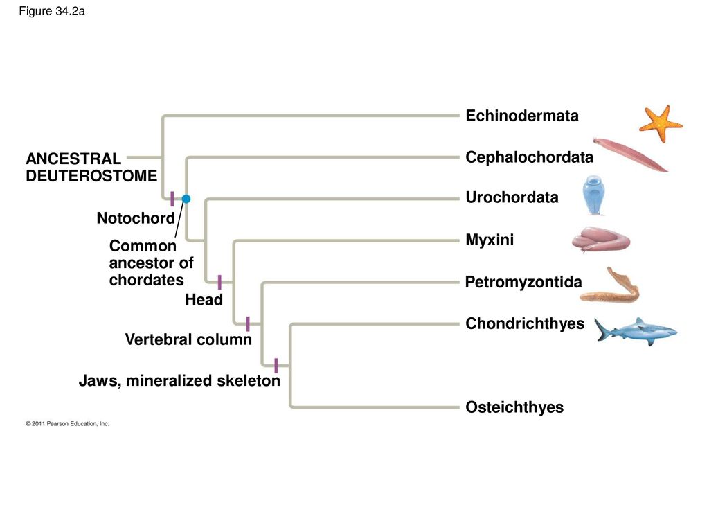 The Origin and Evolution of Vertebrates - ppt download