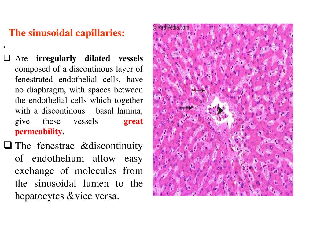 The sinusoidal capillaries: