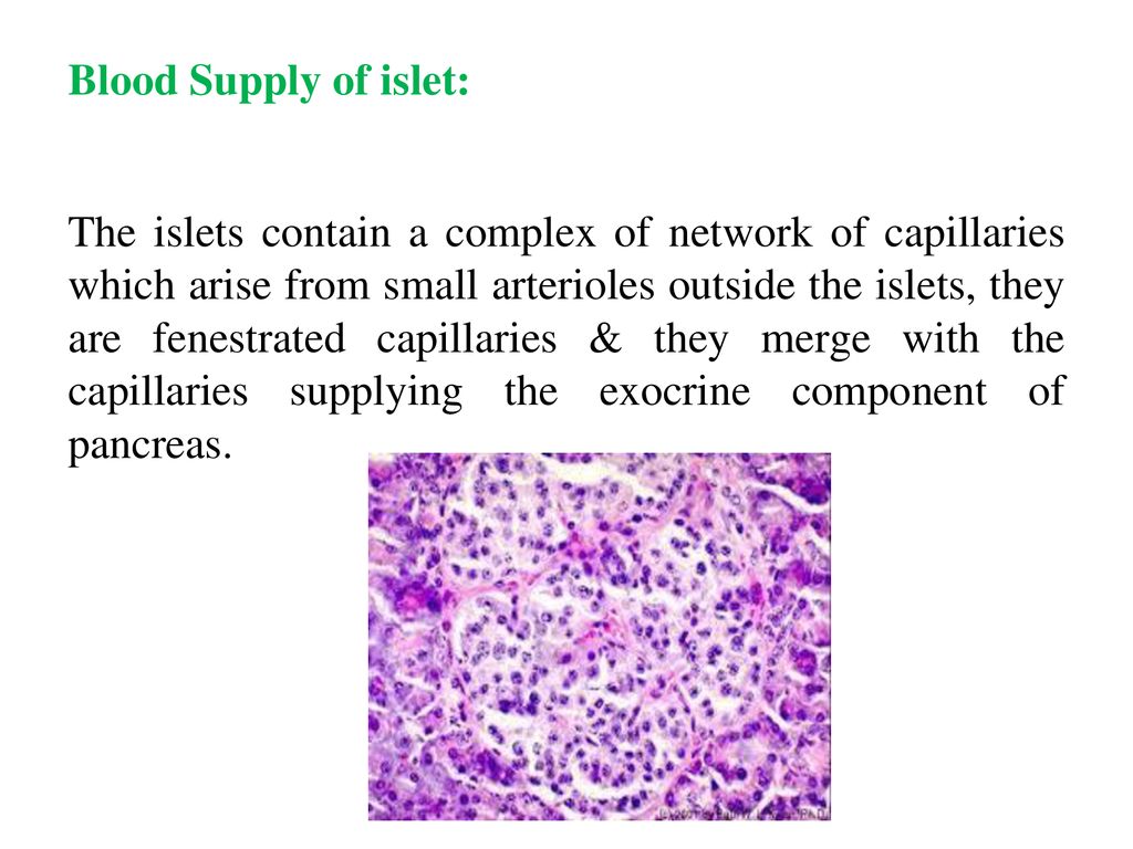 Blood Supply of islet: