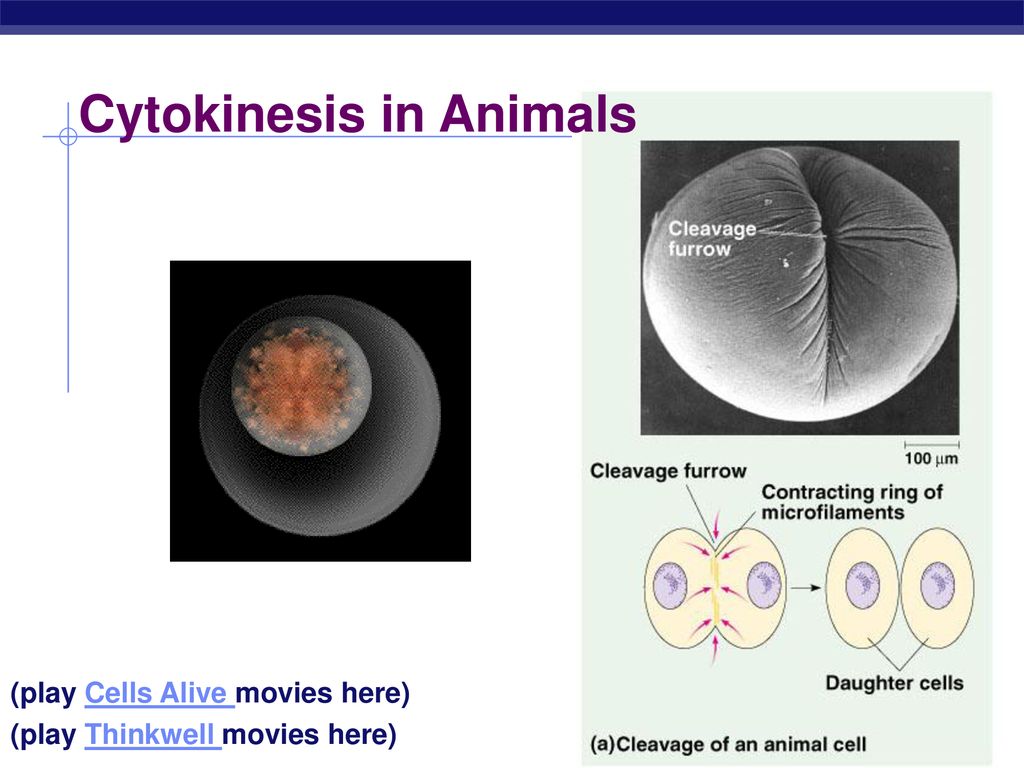 Biology is the only subject in which multiplication is the same thing ... Biology Diagrams
