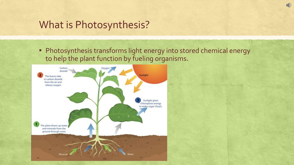 Photosynthesis Project Ppt Download Photosynthesis Project Ppt Download