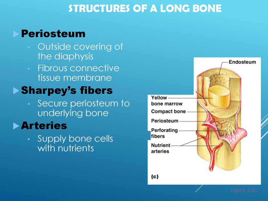 Forensic Anthropology “The Skeletal System” - ppt download