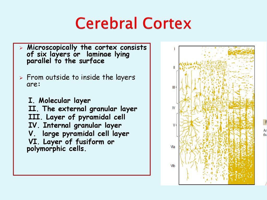 Cerebral Cortex  Facts, Layers, Levels, Functions & Summary
