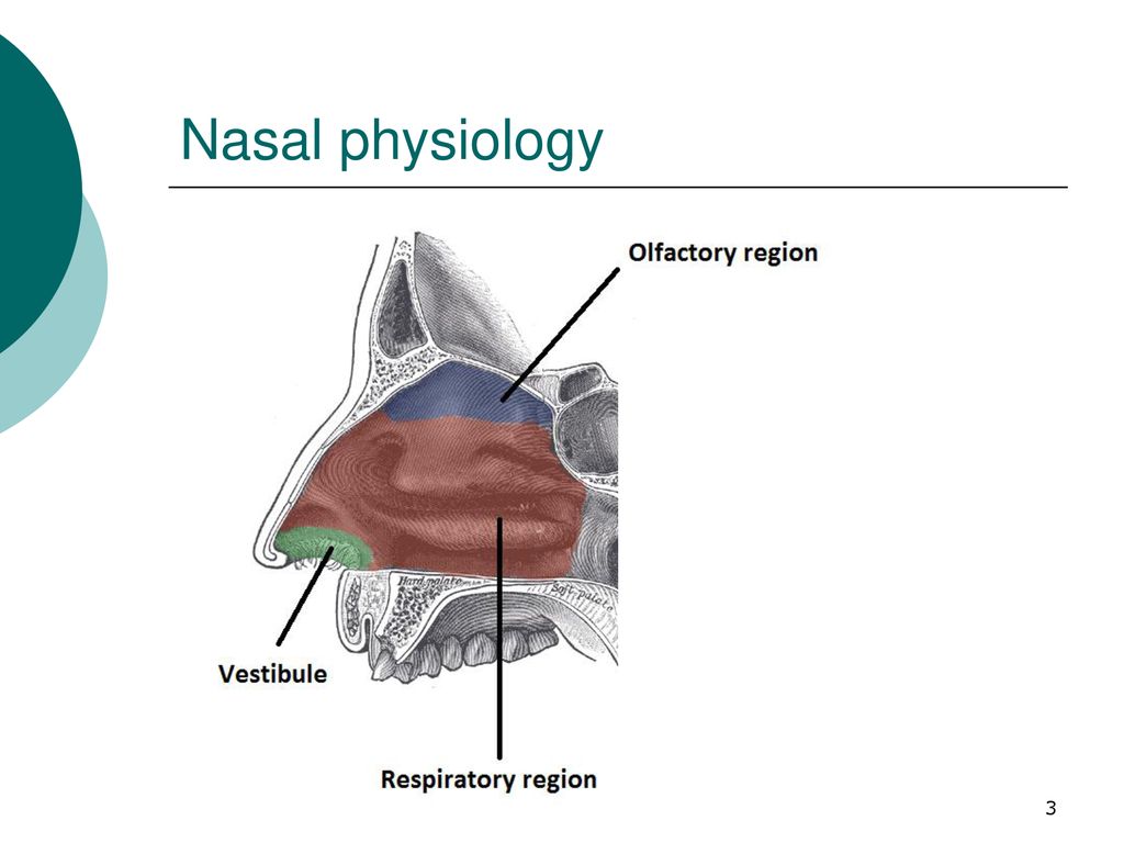 Nasal patch перевод. Nasal Myiasis wolfarthiosis. Nasal Resistance in Infants. Nasal extramedullary plasmacytoma.