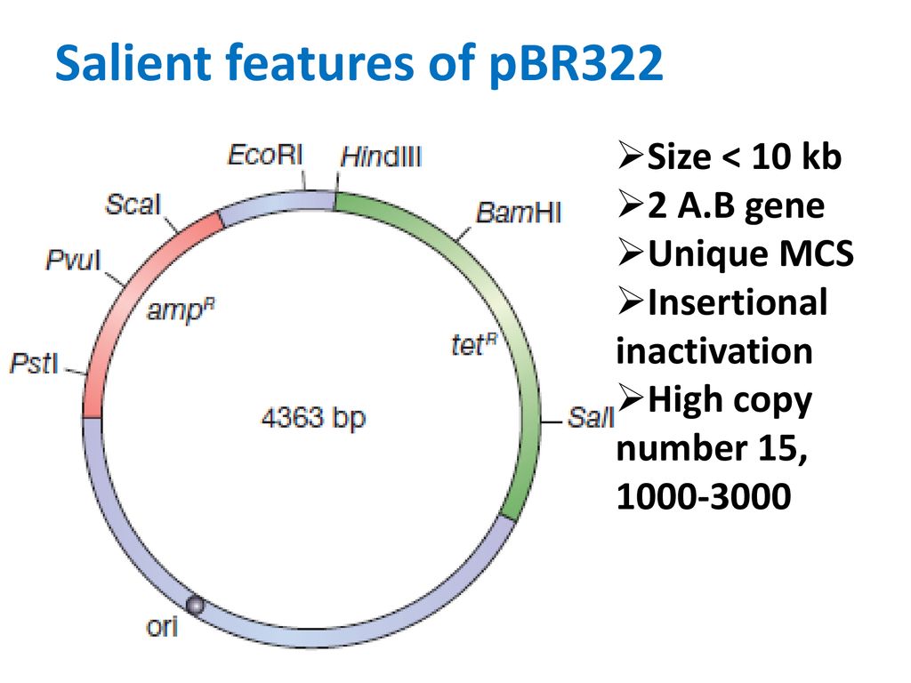 vector pBR 322 Suresh Kaushik Flickr