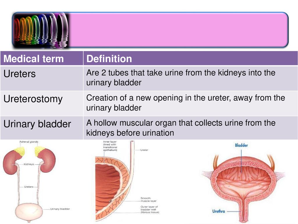 Urinary System Medical Terminology Ppt Download