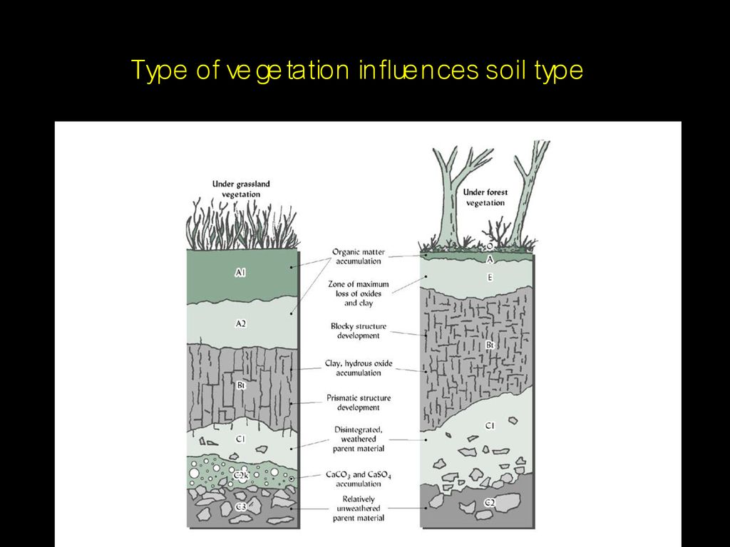 Type of vegetation influences soil type
