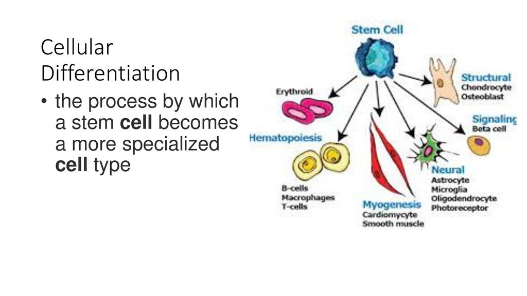 ppt download Biology Diagrams