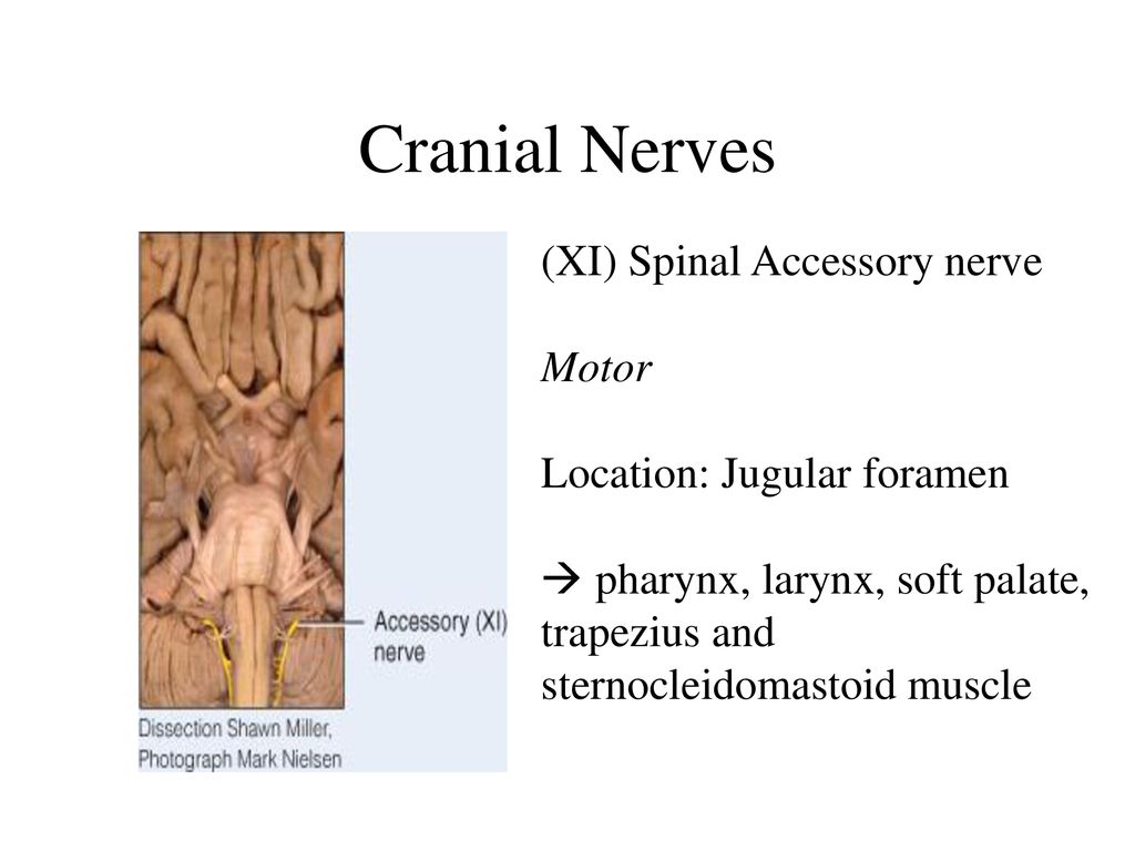 Bio& 241 A&P Unit 4 Lecture ppt download