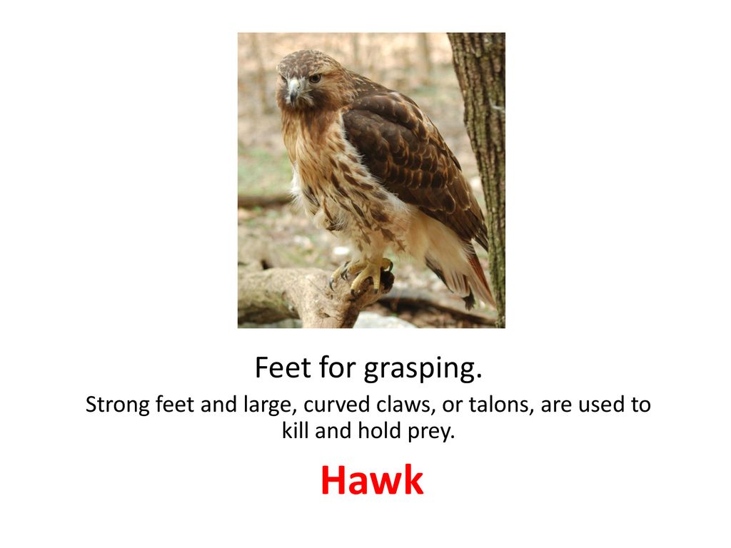 Feet for grasping. Strong feet and large, curved claws, or talons, are used to kill and hold prey.