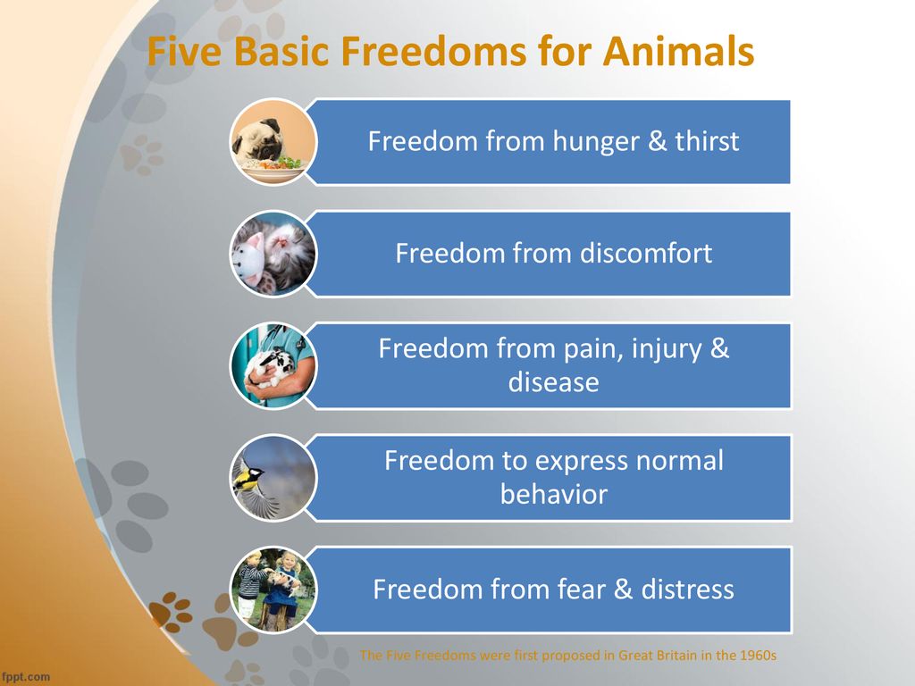 Basic Freedoms for Animals MCSPCA - ppt download