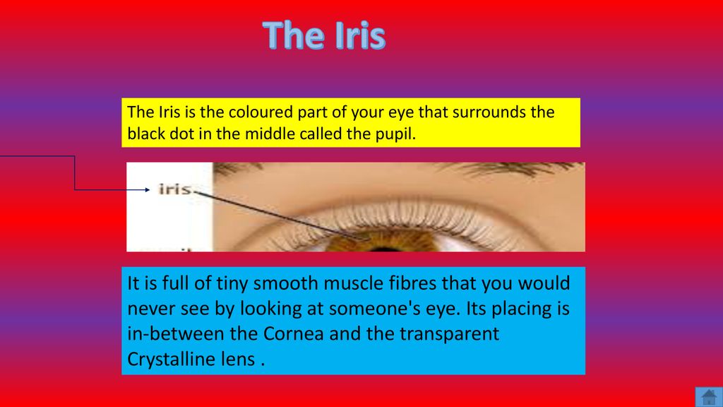 The Iris and the Pupil
