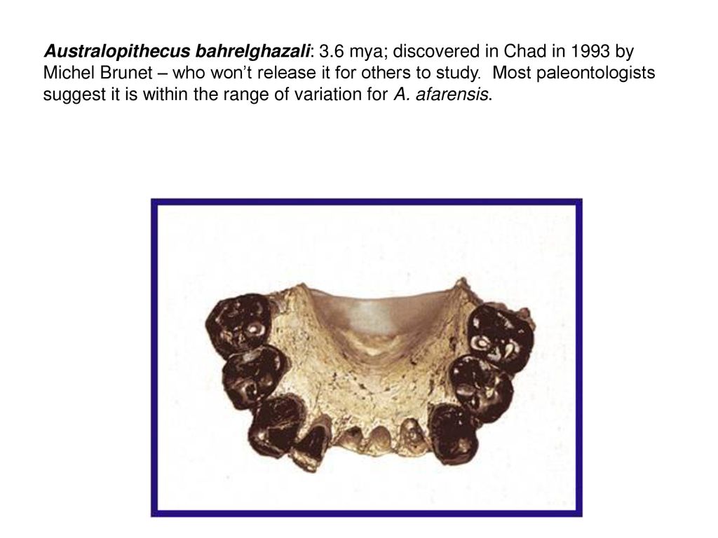 Human evolution ppt download