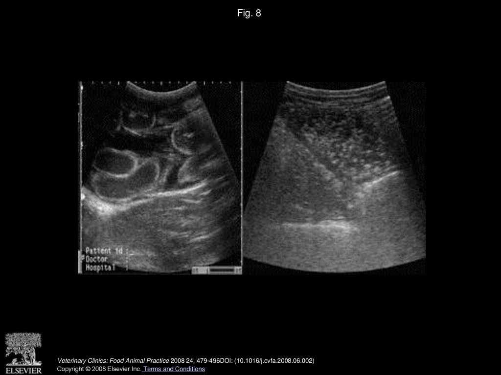 Surgery of the Bovine Large Intestine ppt download