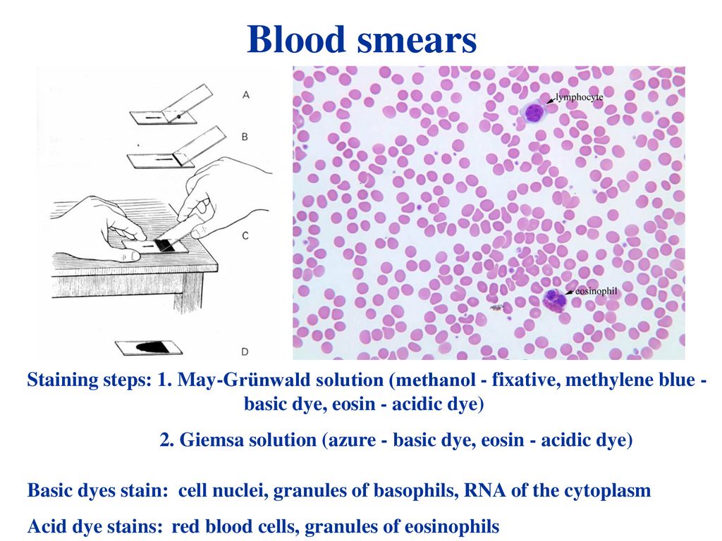 function of methylene blue solution in blood smear