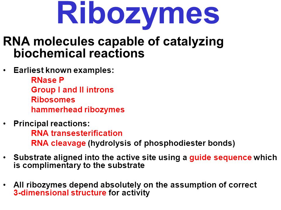 what are ribozymes