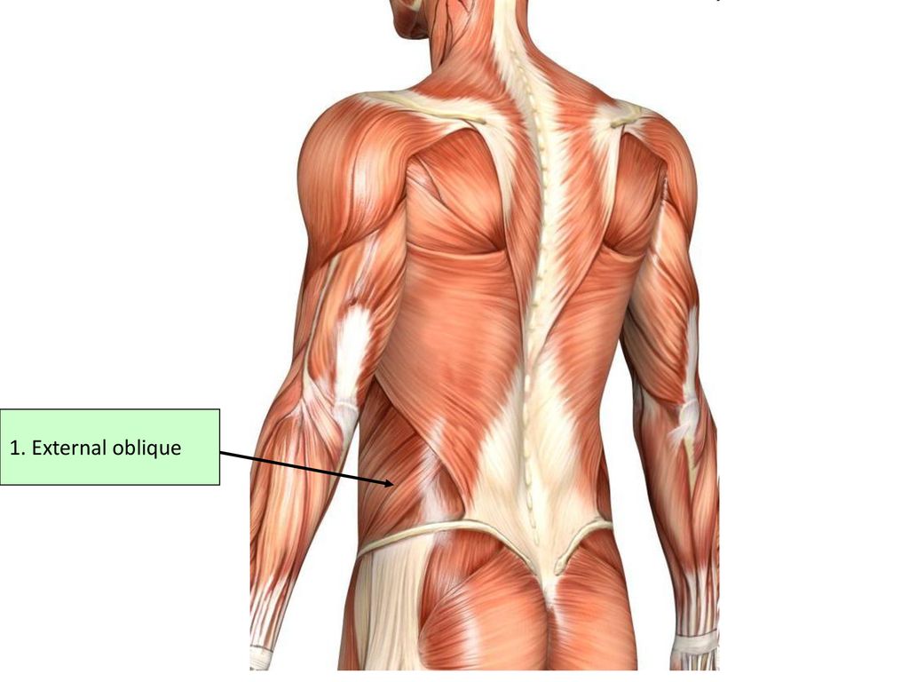 External Oblique мышца