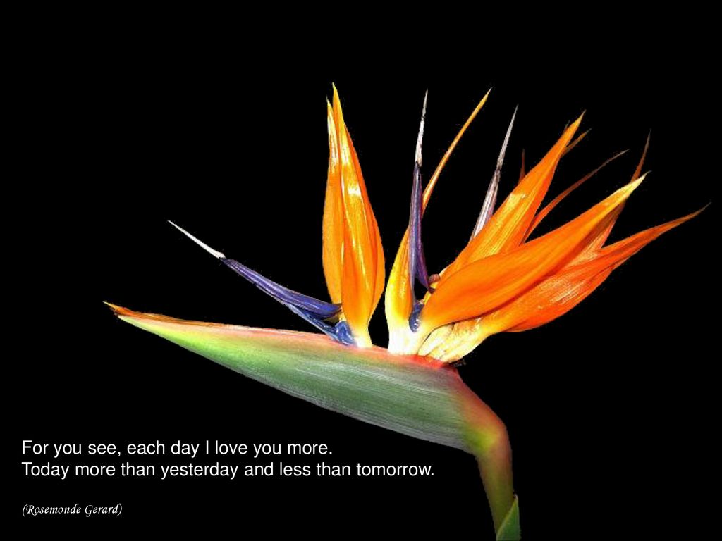 Quotes About Valentine S Day Ppt Download Quotes About Valentine S Day Ppt Download