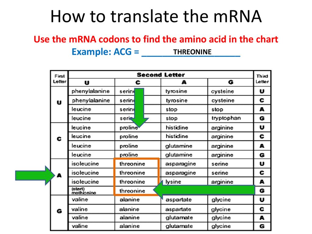 protein-synthesis-word-scramble-ppt-download