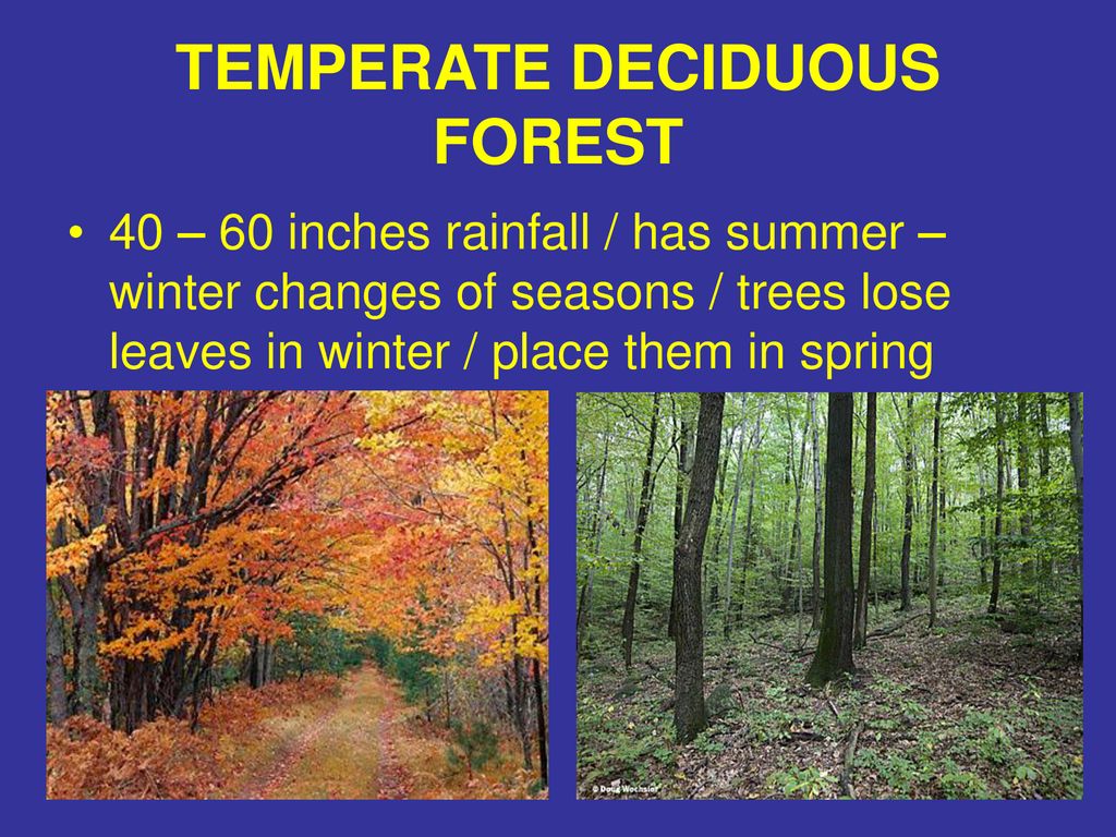 ANIMAL HABITATS Chapter ppt download ANIMAL HABITATS Chapter ppt download