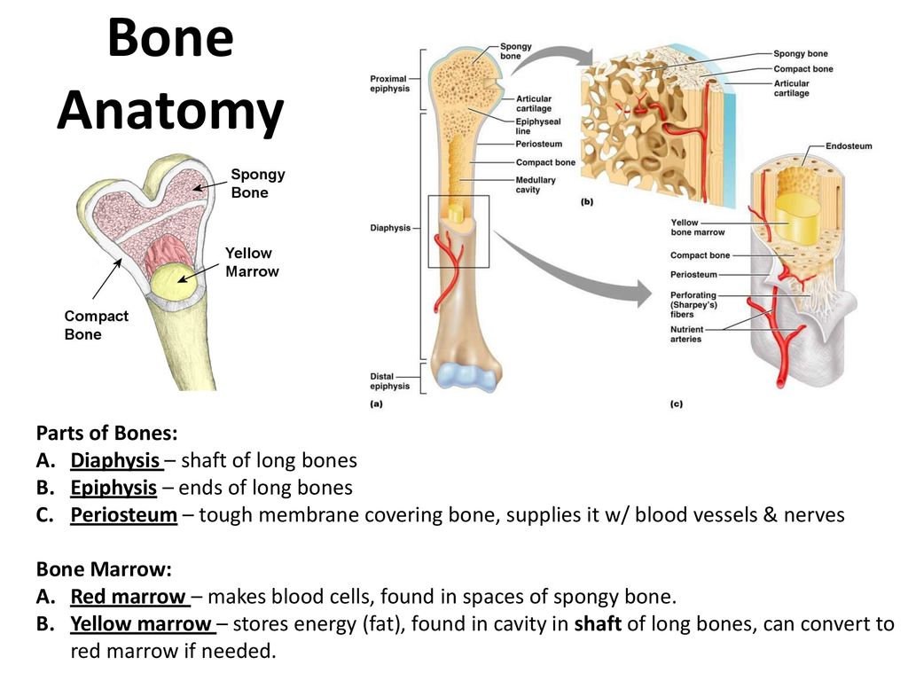 Skeletal System Make No Bones About It Ppt Download