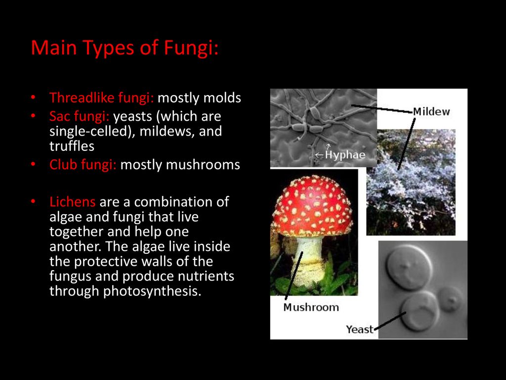 Main Types of Fungi: Threadlike fungi: mostly molds