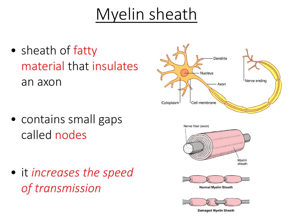The nervous system and the brain ppt download