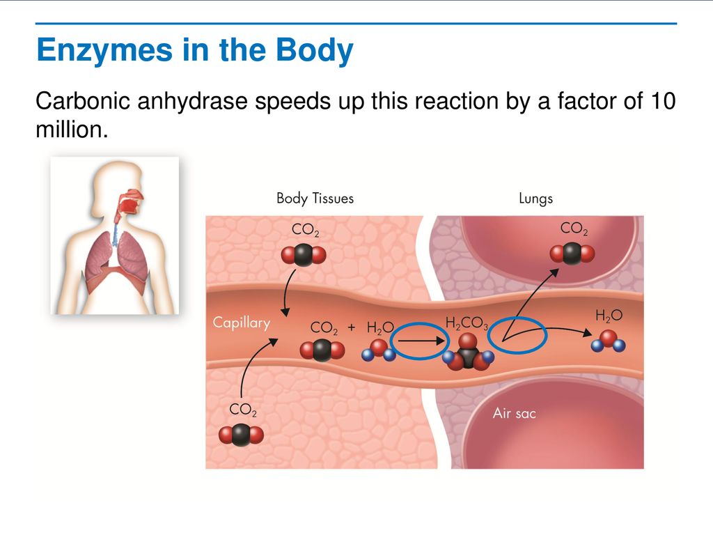 Chemical Reactions And Enzymes Ppt Download