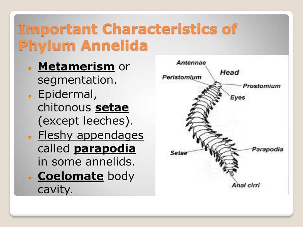 Chapter 11, Phylum Annelida (Segmented Worms) - ppt download