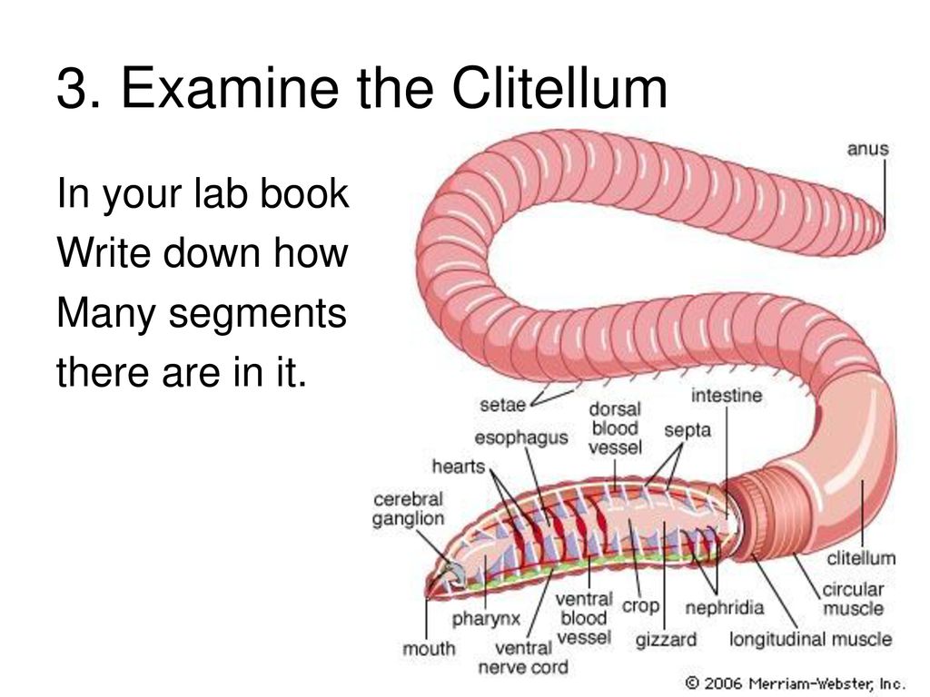 Module 11 Invertebrates Part 2 February 13 Ppt Download