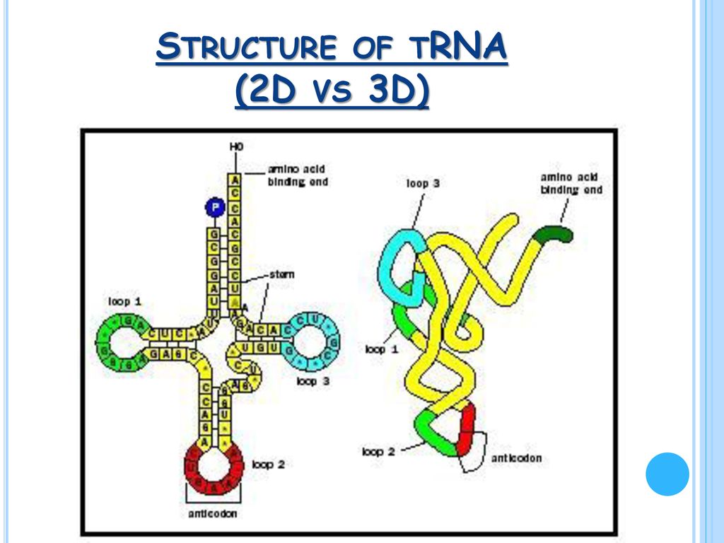 trna structure 3d