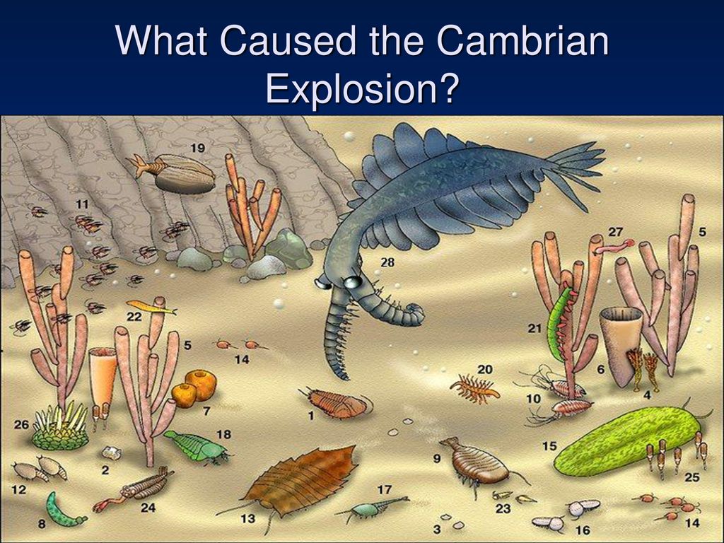 What Caused the Cambrian Explosion