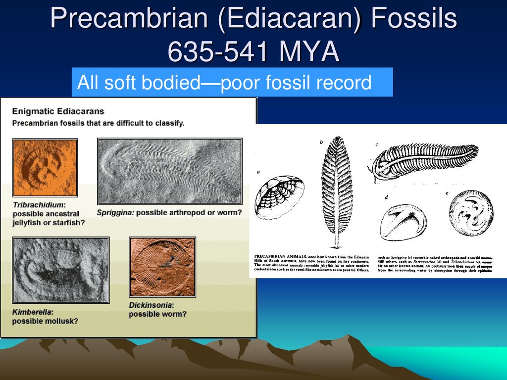 Precambrian (Ediacaran) Fossils MYA