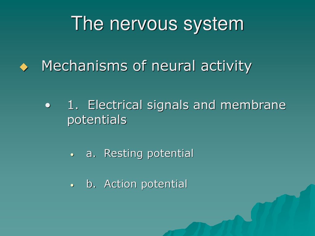 The Nervous System. - ppt download