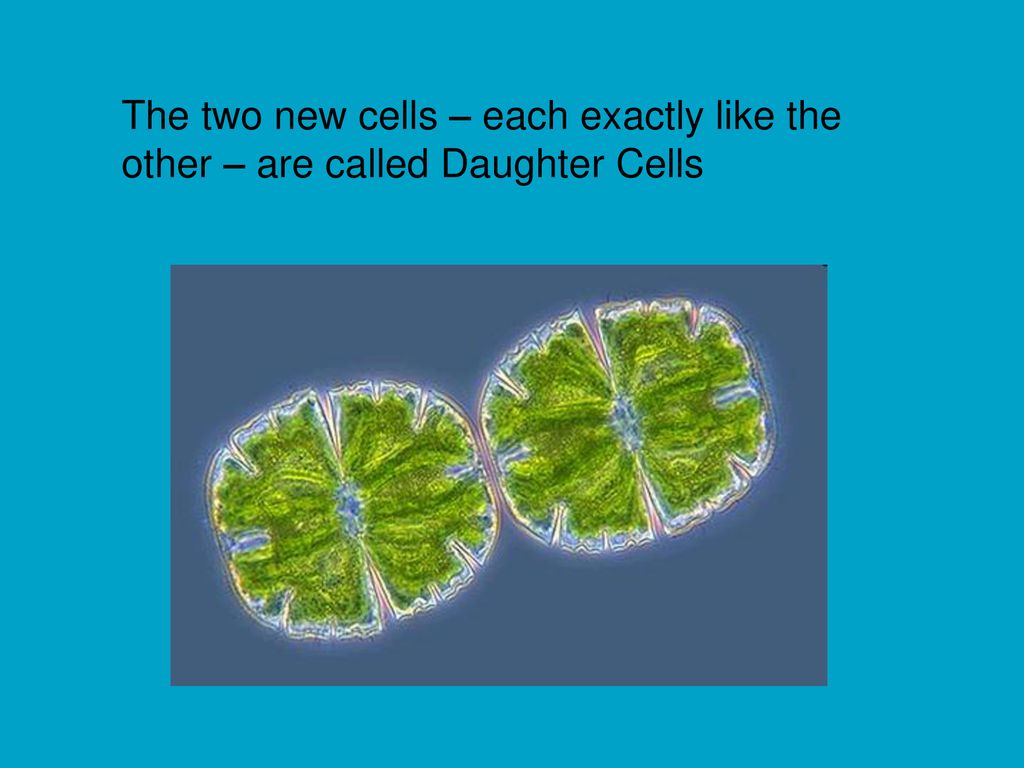 Each cell. Динофлагелляты под микроскопом. Peridinium SP.. Динофлагеллят Тип питания. Gymnodinium SP..
