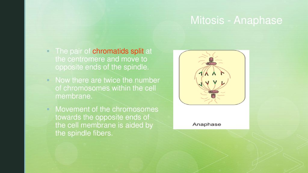 ppt download Biology Diagrams