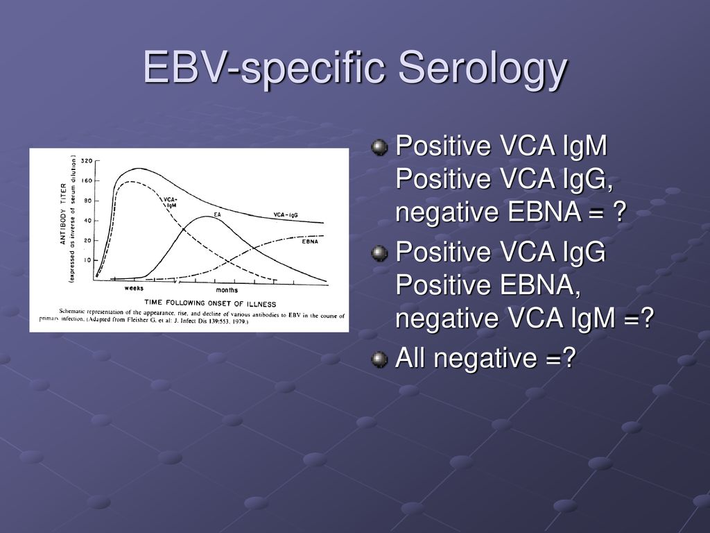 Epstein barr virus капсидный