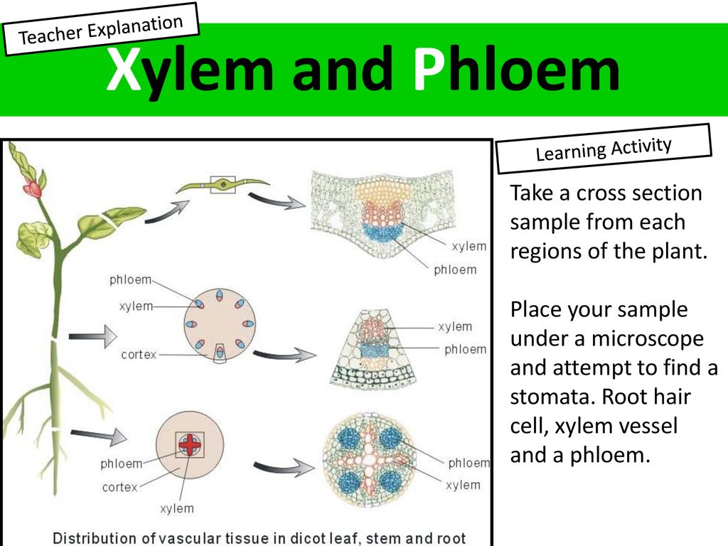 Xylem and Phloem Gr C: Explain the function of root hair cells, xylem and phloem. Gr B: Illustrate xylem and phloem in different regions of the plant. - ppt download Xylem and Phloem Gr C: Explain the function of root hair cells, xylem and phloem. Gr B: Illustrate xylem and phloem in different regions of the plant. - ppt download