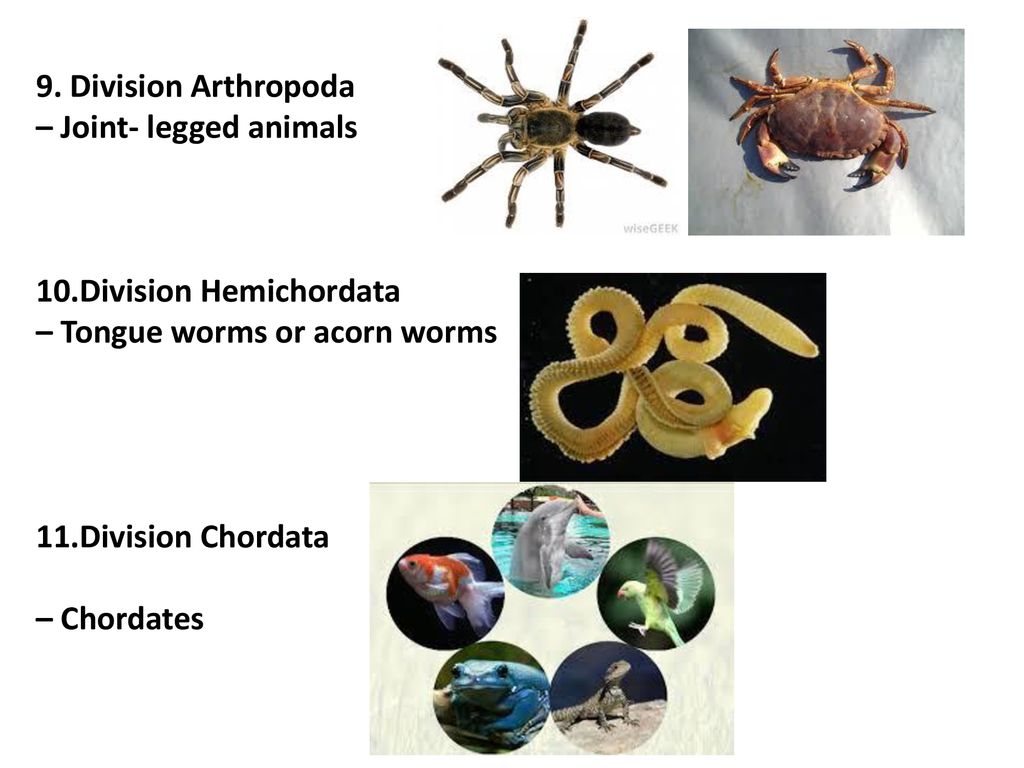 9. Division Arthropoda – Joint- legged animals. 10.Division Hemichordata. – Tongue worms or acorn worms.