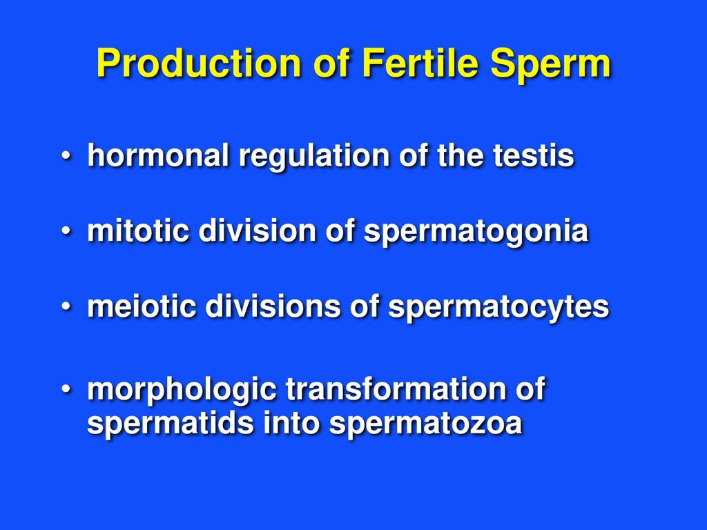 Animal Science 434 Spermatogenesis. - ppt download