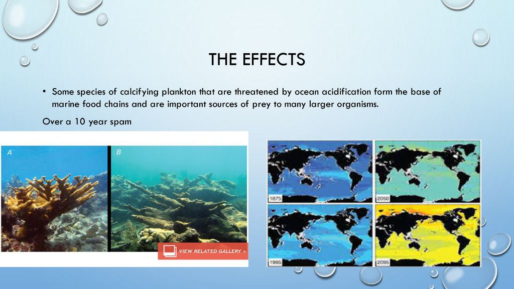 Ocean acidification By: Kayden and Hailee. - ppt download