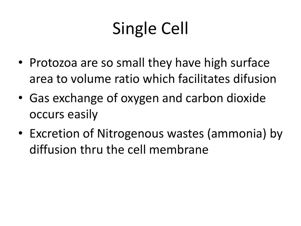 Single Cell Protozoa are so small they have high surface area to volume ratio which facilitates difusion.