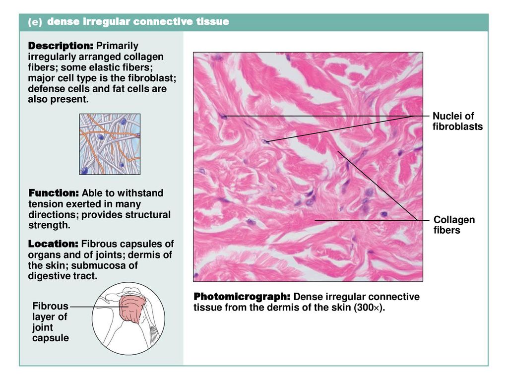 4 ткани организма. Dense Irregular connective Tissue. Classification of connective Tissue. Fibrous connective Tissue. Connective Tissue of the Skin.