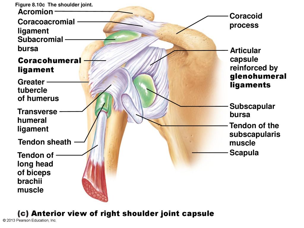 8 Joints: Part B. - ppt download