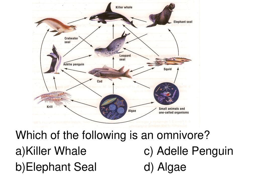Review over Unit Three. - ppt download