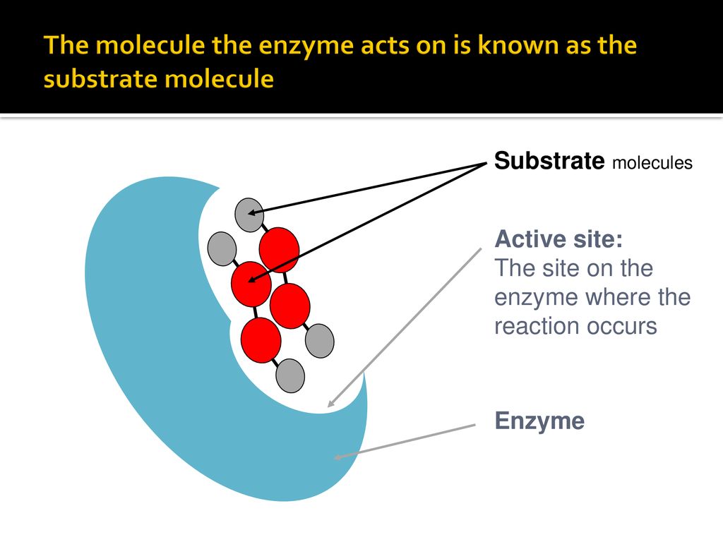 Biological catalysts Enzymes. ppt download