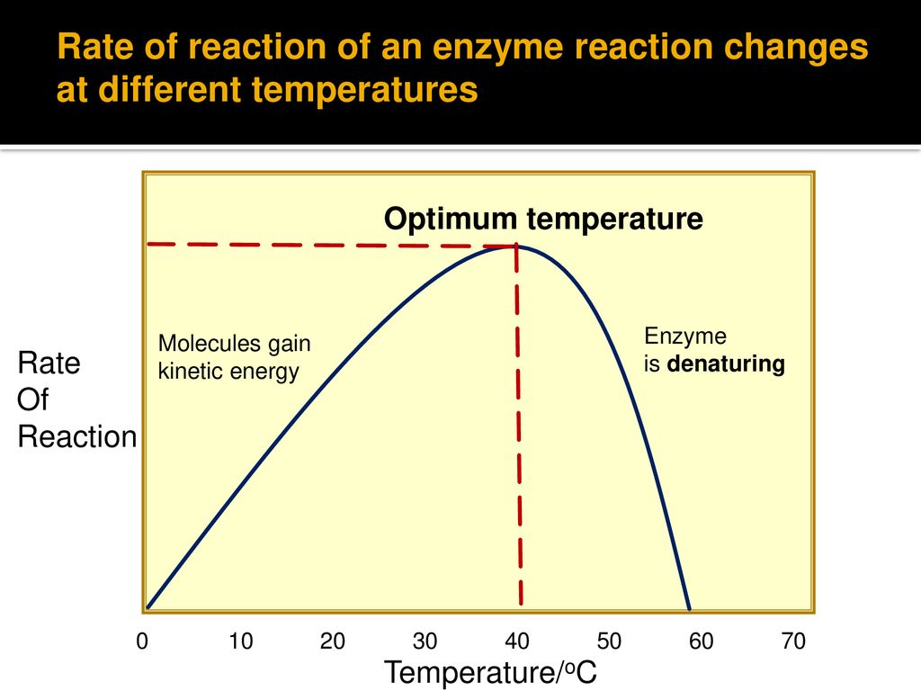 Effect rate. Optimum temperature. Enzymes OPTIMAL temperature. Effect of temperature and PH on Enzyme activity. PH and temperature Optimum for Enzymes.