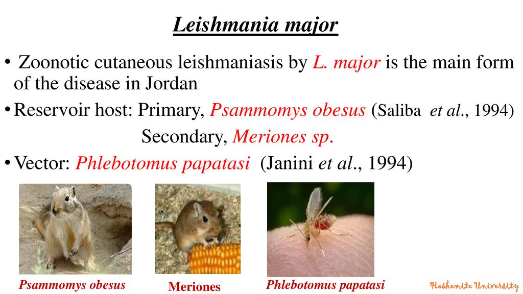 Molecular diagnosis of cutaneous leishmaniasis in Jordan - ppt download