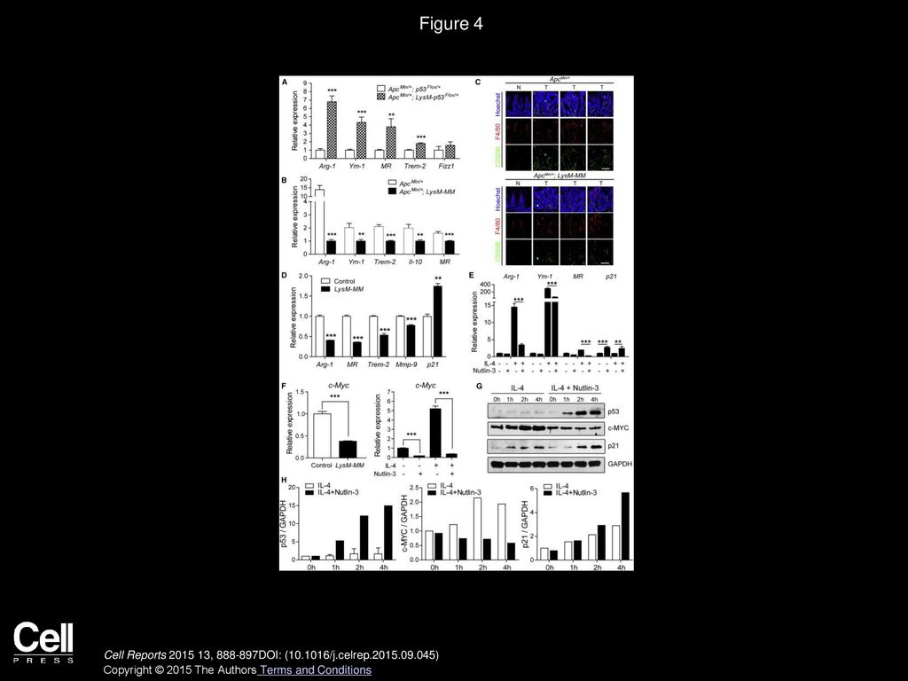 Figure 4 p53 Status Influenced Alternative Activation of Macrophages