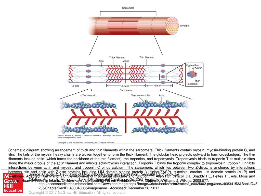 schematic-diagram-showing-arrangement-of-thick-and-thin-filaments